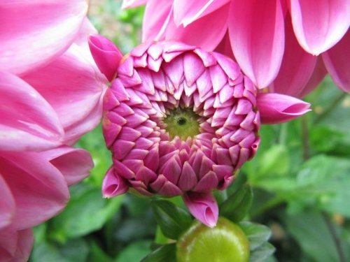 Dahlia