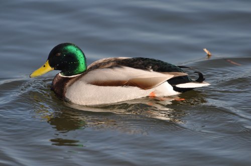 Mallard Duck