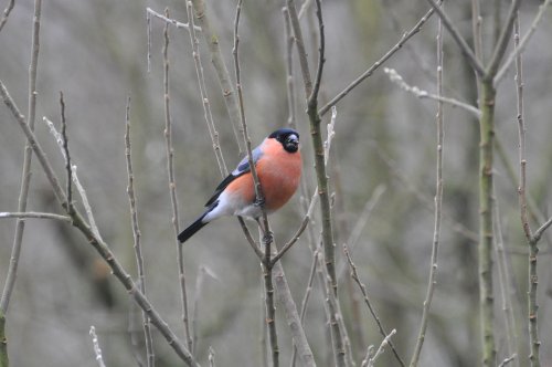 Male Bullfinch