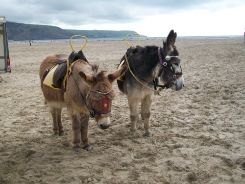 Barmouth Donkeys