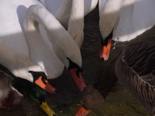 Slimbridge Wetland Centre