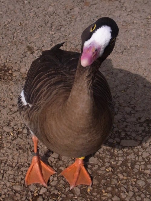 Slimbridge Wetland Centre