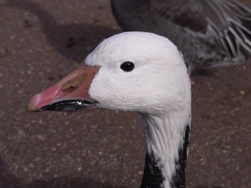 Slimbridge Wetland Centre