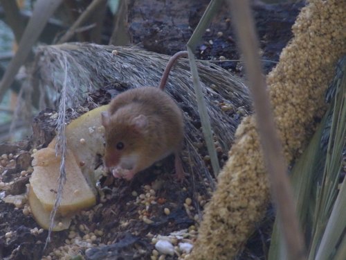 Slimbridge Wetland Centre