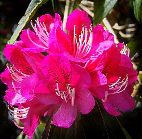 Red Rhodedendron