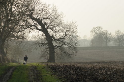 Walking the dogs, Middle Claydon, Bucks