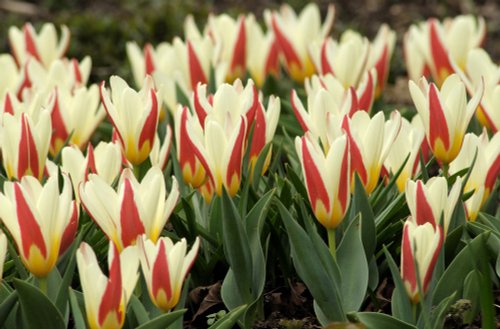 Tulips, University Parks, Oxford, Oxon.