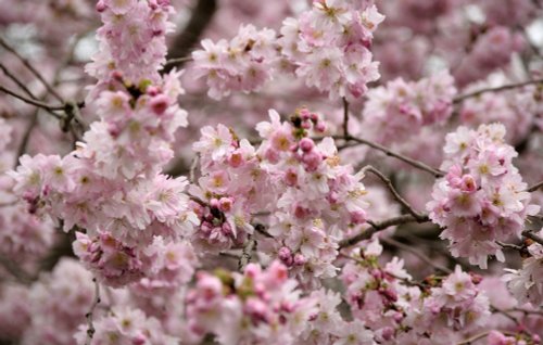 Blossom, University Parks, Oxford, Oxon.