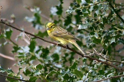 Yellowhammer.