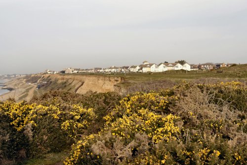 Cliff-top gorse