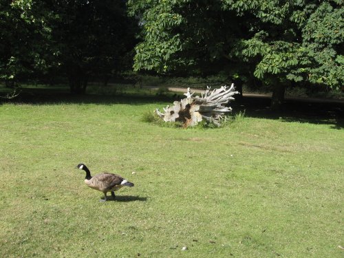 Goose and Tree