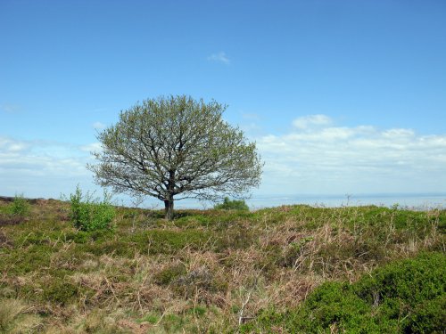 Dunster woods. Gallox Hill