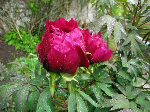 Dunster Castle Gardens