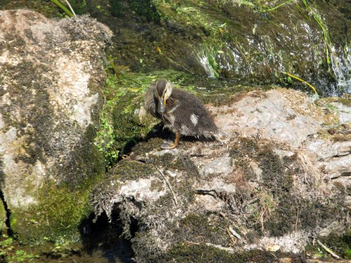 Cheddar duckling