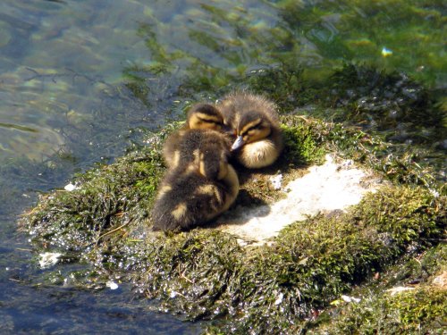 Cheddar ducklings