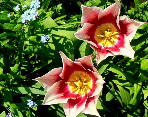 Colourful Flowers