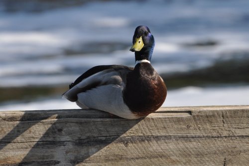 Sitting Duck!