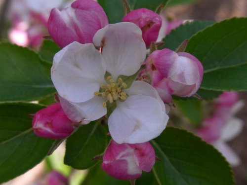 Apple Blossom