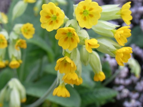 Cowslips