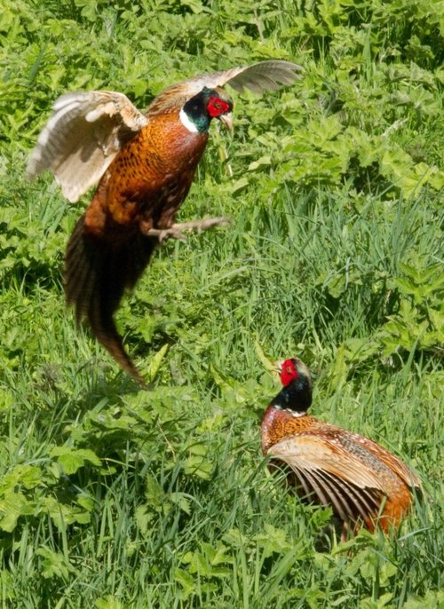 Fighting Pheasants