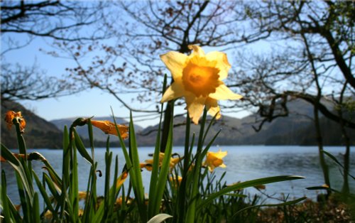 Ullswater and Wordworths Daffodils