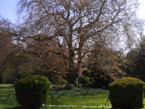 Old Chestnut Tree