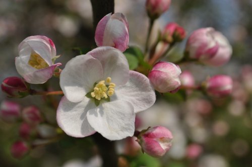 Apple Blossom