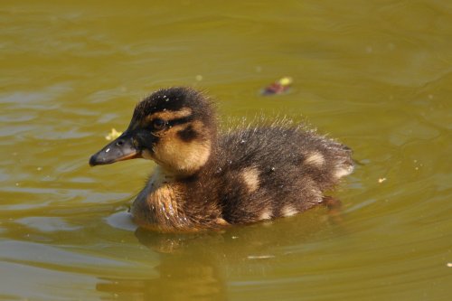 Duckling