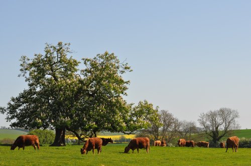 Underneath the spreading Chestnut tree!