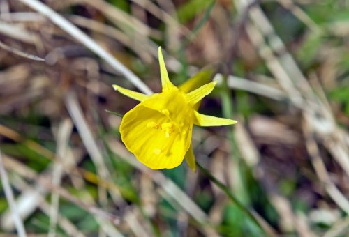 Daffodil