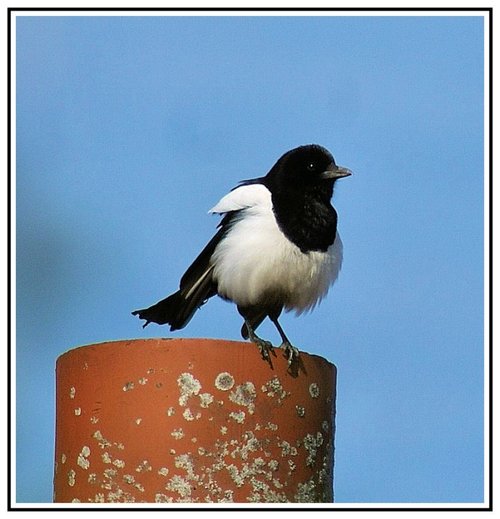 Magpie On A Chimney