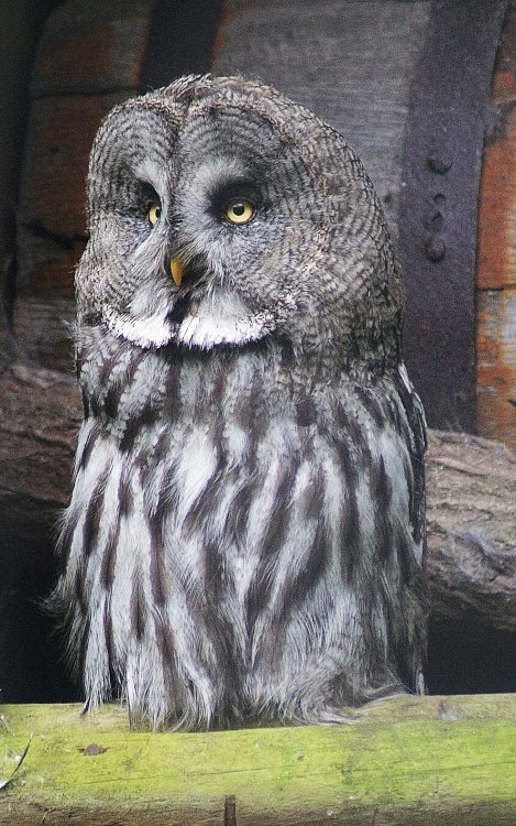 Owl