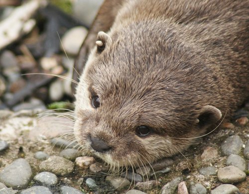 Otter