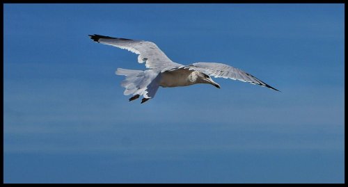 Flying Gull