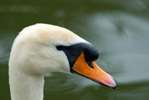 Swan