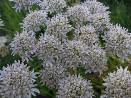 Cow Parsley