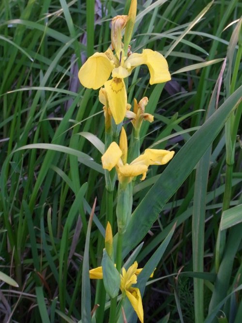 Wild Water Iris