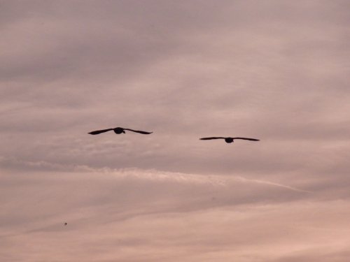 Evening flight