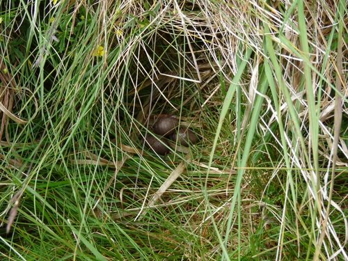 Nest