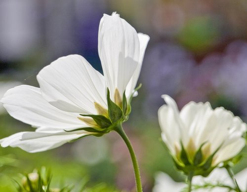 English Country Garden