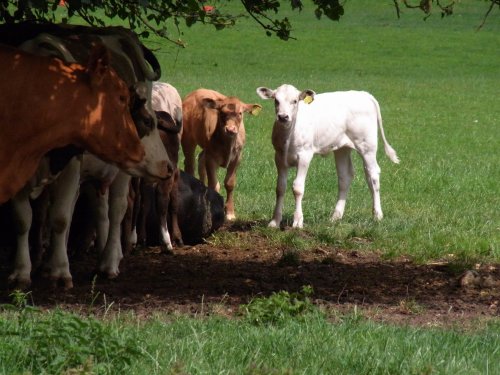 Little white Bull