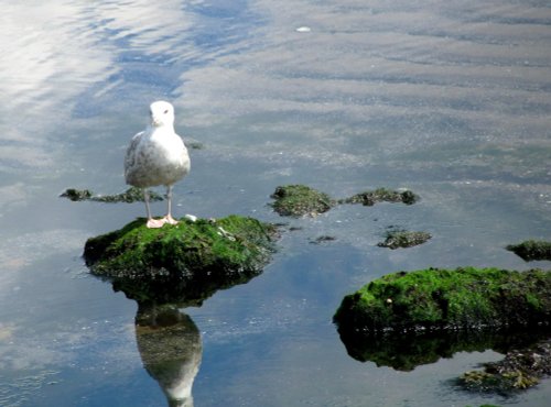 Seagull