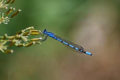 Common Blue Damselfly