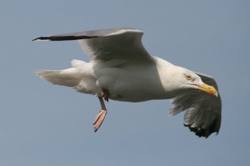 Herring Gull.