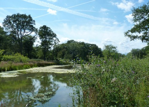 Bookham Common Pond- (well one of them)