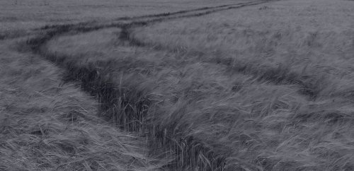 Barley in the breeze