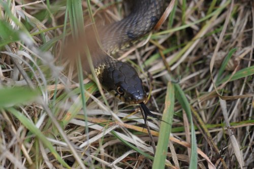 Grass Snake