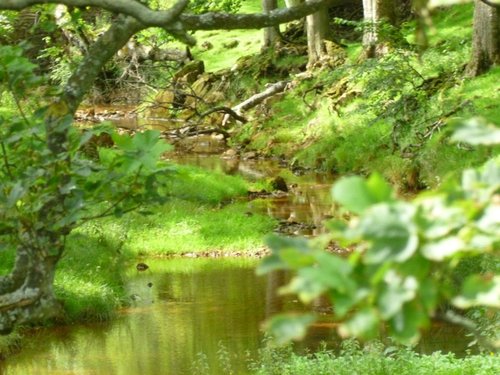 Wood and stream near Hawes.