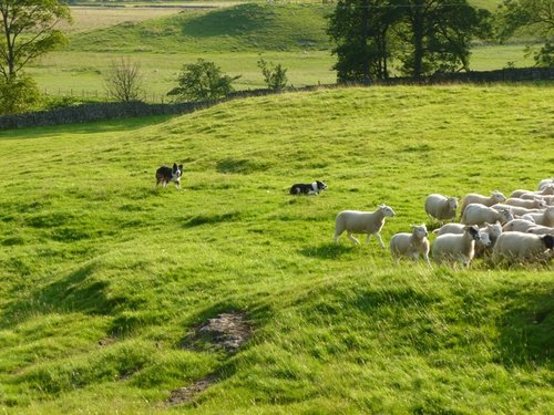 Border Collies keeping a watchful eye...