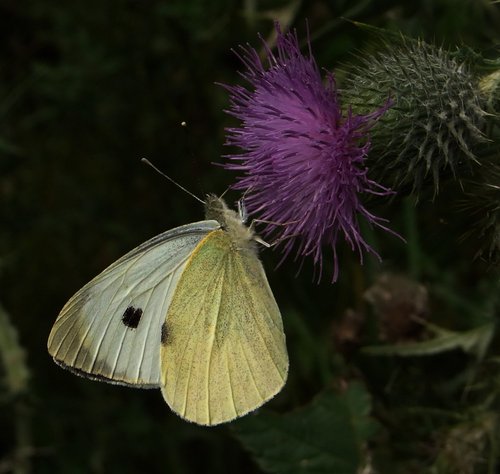 Brimstone butterfly